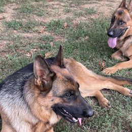 German Shepherds from Kickasola kennel