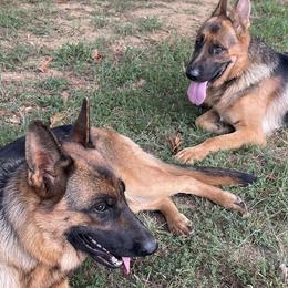 German Shepherds from Kickasola kennel