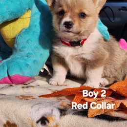 Pembroke Welsh Corgi Puppies from Running Hills Pembroke Corgi
