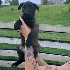 Boy 4 - Mahogany male Belgian Malinois puppy in Paris, Kentucky from Z Domu Niedzwiedzia Malinois