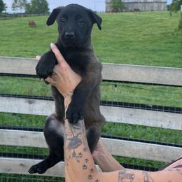 Boy 4 - Mahogany male Belgian Malinois puppy in Paris, Kentucky from Z Domu Niedzwiedzia Malinois