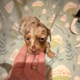 Sapphire - Dapple female Dachshund puppy in Edinburg, Virginia from Hunter Lane Dachshunds