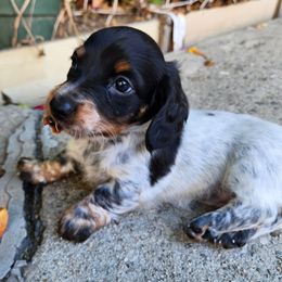AKC Pink - Piebald female Dachshund puppy in Torrance, California from Lucky Dachshunds