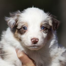 Sensation - Red merle female Australian Shepherd puppy in Springville, Alabama from Cross Creek Aussies