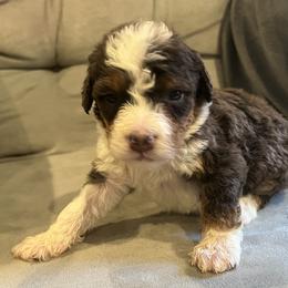 Bernedoodle Puppies from Bernied00dle Love