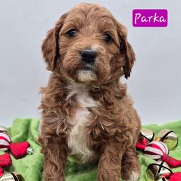 Parka - Apricot female Goldendoodle puppy in Neillsville, Wisconsin from Granton Creek