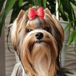 Sienna - Biewer Terrier