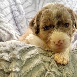 Skye - Red merle female Assorted Doodle Crosses puppy in Waco, Georgia from Huff Family Doxies & Doodles