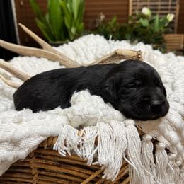 Boy 2 - male Labrador Retriever puppy in Petersboro, Utah from Chris Kolste