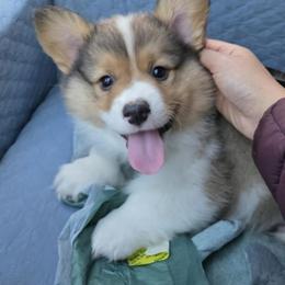 Pembroke Welsh Corgi Puppies from Rhone River Farm Pembroke Welsh Corgis