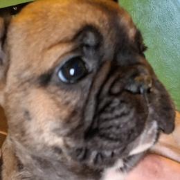 French Bulldogs from A&B4everfrenchies