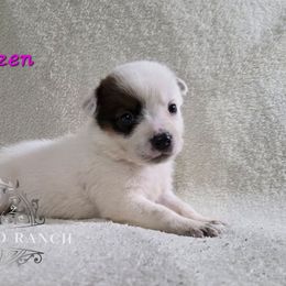 Blitzen - Red speckled female Australian Cattle Dog puppy in Silsbee, Texas from Rockin ND Ranch