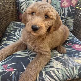 Marina - Red  female Goldendoodle puppy in Placerville, California from New Dawn Poodles and Doodles