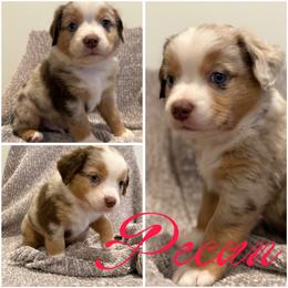 Pecan - Red merle male Miniature Australian Shepherd puppy in Pinnacle, North Carolina from Higher Elevations Mini Aussies