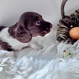 Nala X Marley AKC - Piebald male Dachshund puppy in Delano, Tennessee from Olive Branch Acres