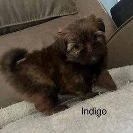 Indigo Shiranian - Fawn female Companion Cross puppy in Avoca, Michigan from Repurposed Paradise Farm