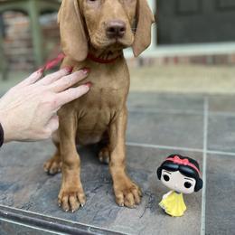 Snow White - Golden rust female Vizsla puppy in Bloomington, Indiana from Envizion