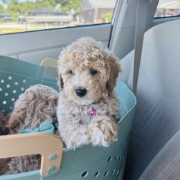 Cavapoo, Cockapoo, Goldendoodle, and Maltipoo Puppies from Perdue Puppies