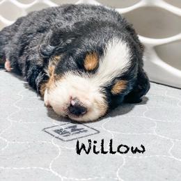 Willow - Black rust and white female Bernese Mountain Dog puppy in Hudson, Indiana from TurkeyCreek-K9