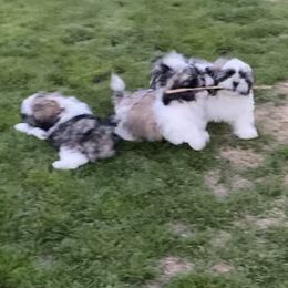 Shih Tzu Puppies from Willow Lane Shih Tzus