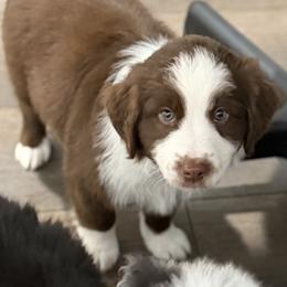 Green collar - Red tri male Miniature Australian Shepherd puppy in 32046, Florida from River Hill Ranch