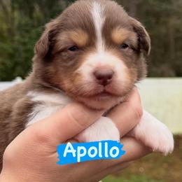 Apollo - Red tri-color male Australian Shepherd puppy in Jacksonville, Florida from Solace Australian Shepherds