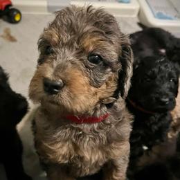 Redbud - Merle female Assorted Doodle Crosses puppy in Kansas City, Missouri from Beary GoldenDoodles