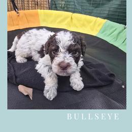 Boy 1 - Brown roan male Lagotto Romagnolo puppy in Salida, California from Harper's Lagotti
