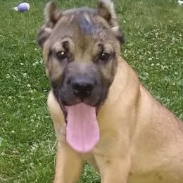Cane Corso from Bearpaw