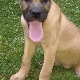 Cane Corso from Bearpaw