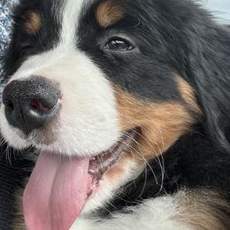 Baby Blue Boy - Black rust and white male Bernese Mountain Dog puppy in Toledo, Ohio from Baby Berners