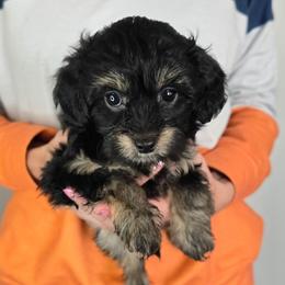 Venus - Black tri-color female Aussiedoodle puppy in Prescott Valley, Arizona from Ramirez Family Doodles
