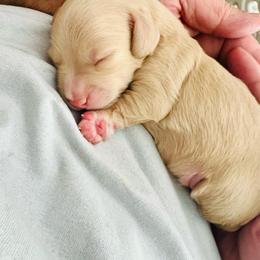 Oscar - Fawn (isabella) and cream male Dachshund puppy in Fontana, California from DOXI.E.