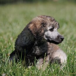 Poodle Puppies from Mystic Moon Poodles