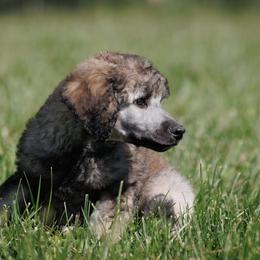 Poodle Puppies from Mystic Moon Poodles