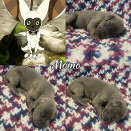 Momo - Blue male Great Dane puppy in Pollock, Louisiana from Danes Done Right