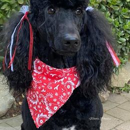 Poodle All Grown Up from Watts Poodles
