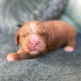 Cupid - Caramel male Australian Labradoodle puppy in Citrus Heights, California from Elite Blend Labradoodles
