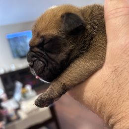 Bullmastiff Puppies from Curnwood’s Bullmastiff’s