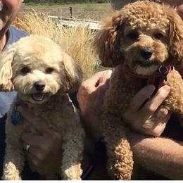 Cavapoo and Goldendoodle All Grown Up from Our Doodle Dwelling
