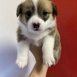 Pembroke Welsh Corgi Puppies from Davies Ranch Pembroke Welsh Corgis