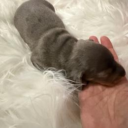 AKC Thumper - Dapple male Dachshund puppy in Erie, Michigan from Champagne’s Grinch Toe’d Dachshunds