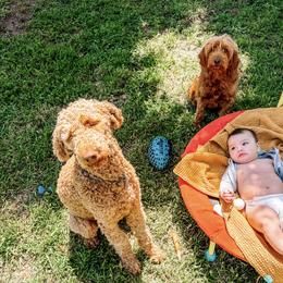 Goldendoodle puppies from Casa Delarosa Collective Poodles & Doodles