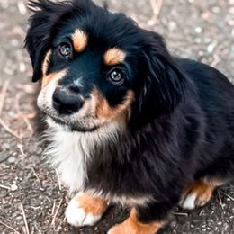 Reef - Miniature Australian Shepherd puppy from Whiskeytown Aussies