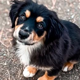 Reef - Miniature Australian Shepherd puppy from Whiskeytown Aussies