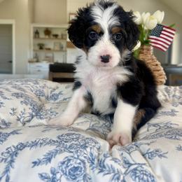 Pink Collar - Tri-color female Bernedoodle puppy in Indiahoma, Oklahoma from Farm Fresh Doodles