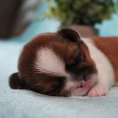 Cavatzu Puppies from Villanueva Puppies