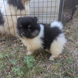 Lola - Black parti female Pomeranian puppy in Comer, Georgia from HillTop Pomeranians ✨