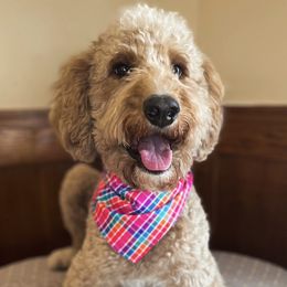 Goldendoodles from Woodview Doodles