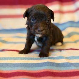 Selene - Liver female Miniature Schnauzer puppy in Sterling, Idaho from Sterling Schnauzer's